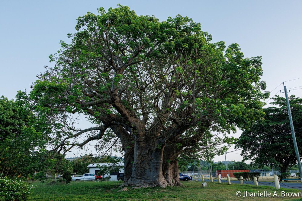 Grove Place Baobab Tree